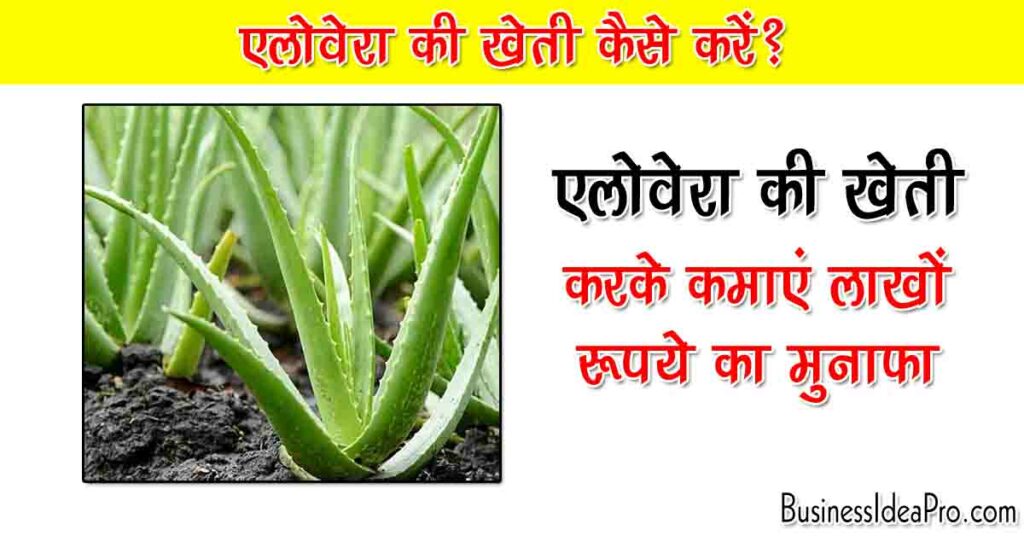 Aloe Vera Farming Business Plan in Hindi