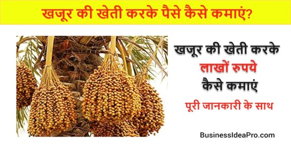 Date-Palm-Tree-Farming-Business-in-Hindi