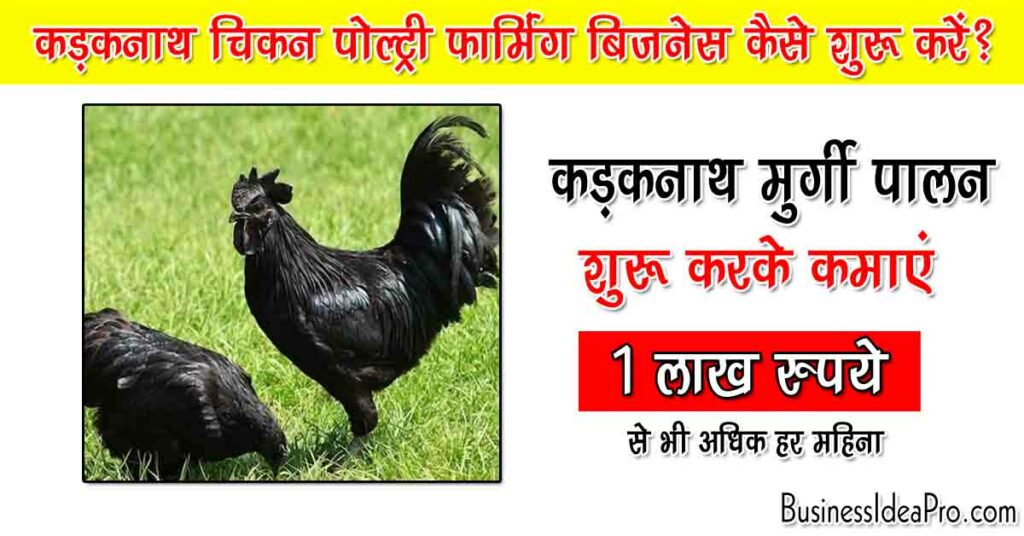 Kadaknath Chicken poultry Farmin
