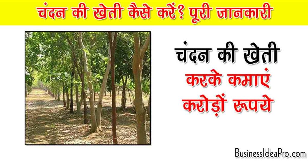 Sandalwood Farming in Hindi