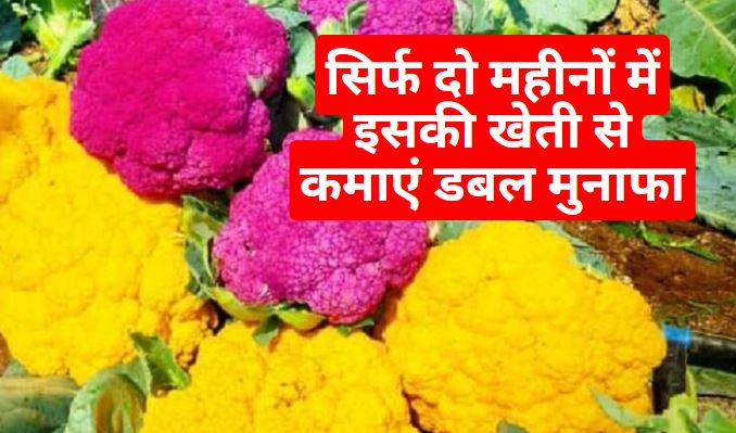 Colorful Cauliflower Business in Hindi