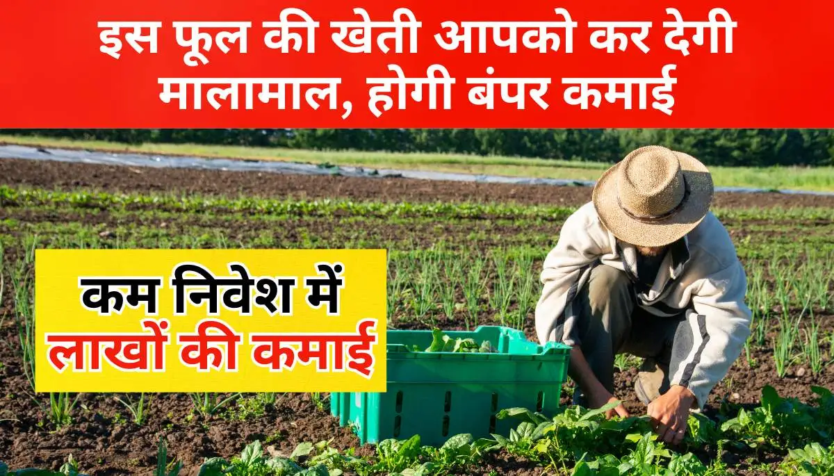 rajanigandha flower farming Business in hindi